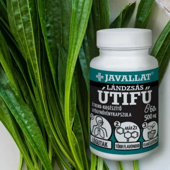 JAVALLAT - Lándzsás útifű
